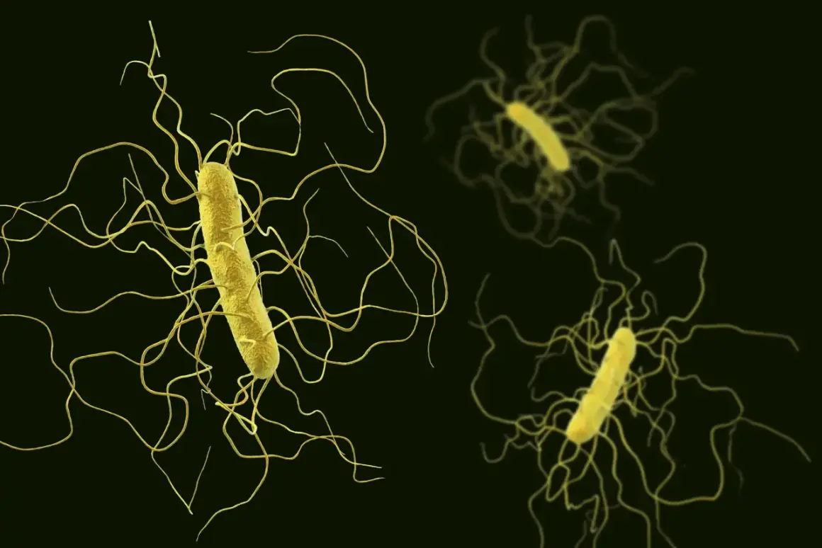 Żółte pałeczki bakterii Clostridium z licznymi, wijącymi się wiciami na ciemnym tle.