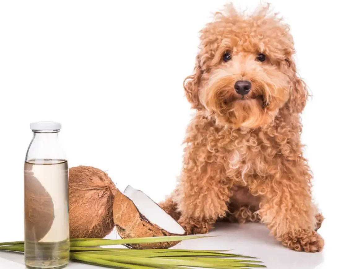 Un perro adorable junto a cocos y una botella de aceite de coco, ideal para el cuidado de tu mascota.