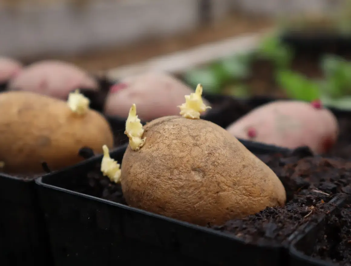 Sprouting potatoes in black seedling trays filled with dark soil.