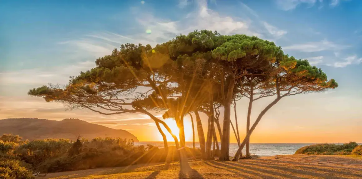 Alba dorata tra i pini marittimi a Baratti, un luogo magico da vedere.