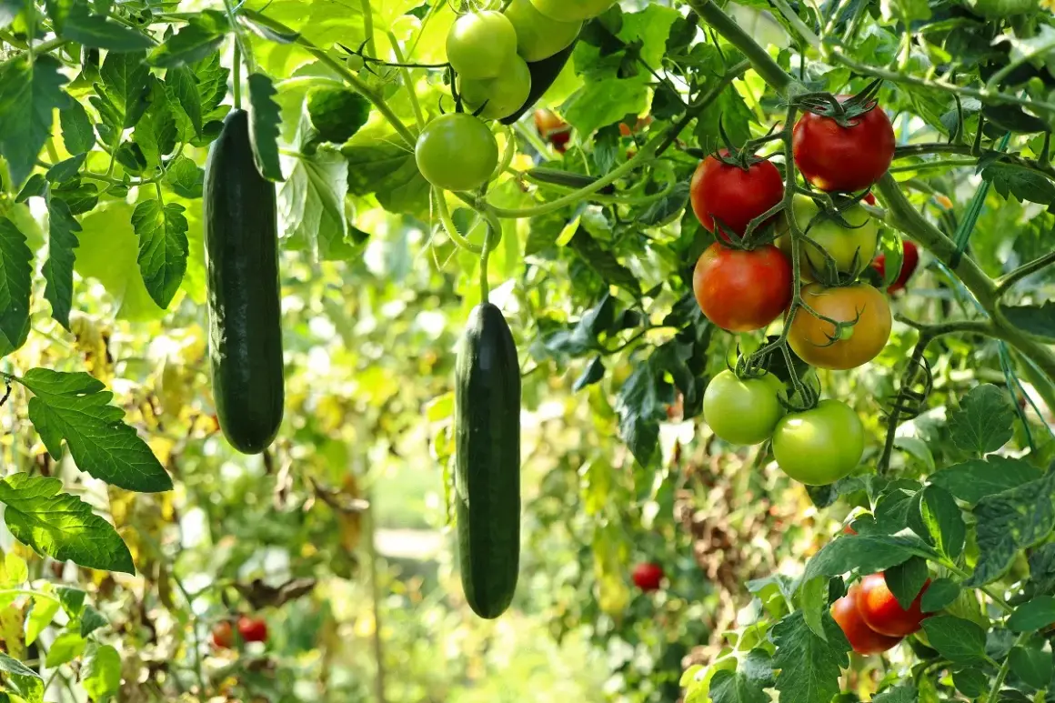 Cetrioli e pomodori maturi pendono dai rami. Un'ottima annata per chi ha deciso cosa piantare a giugno!