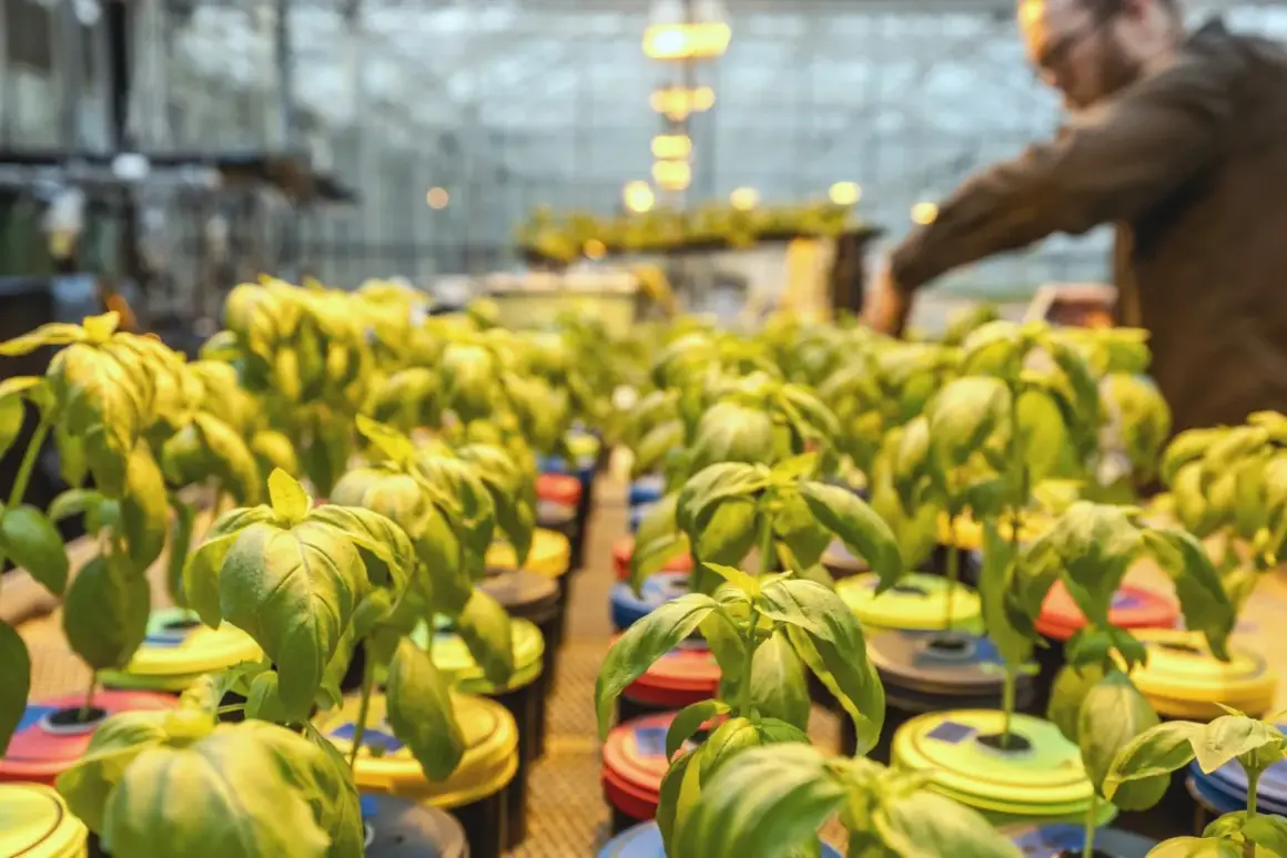 Basilplantor i hydroponisk odling, belysta av Mars Hydro-lampor. En person arbetar i bakgrunden.