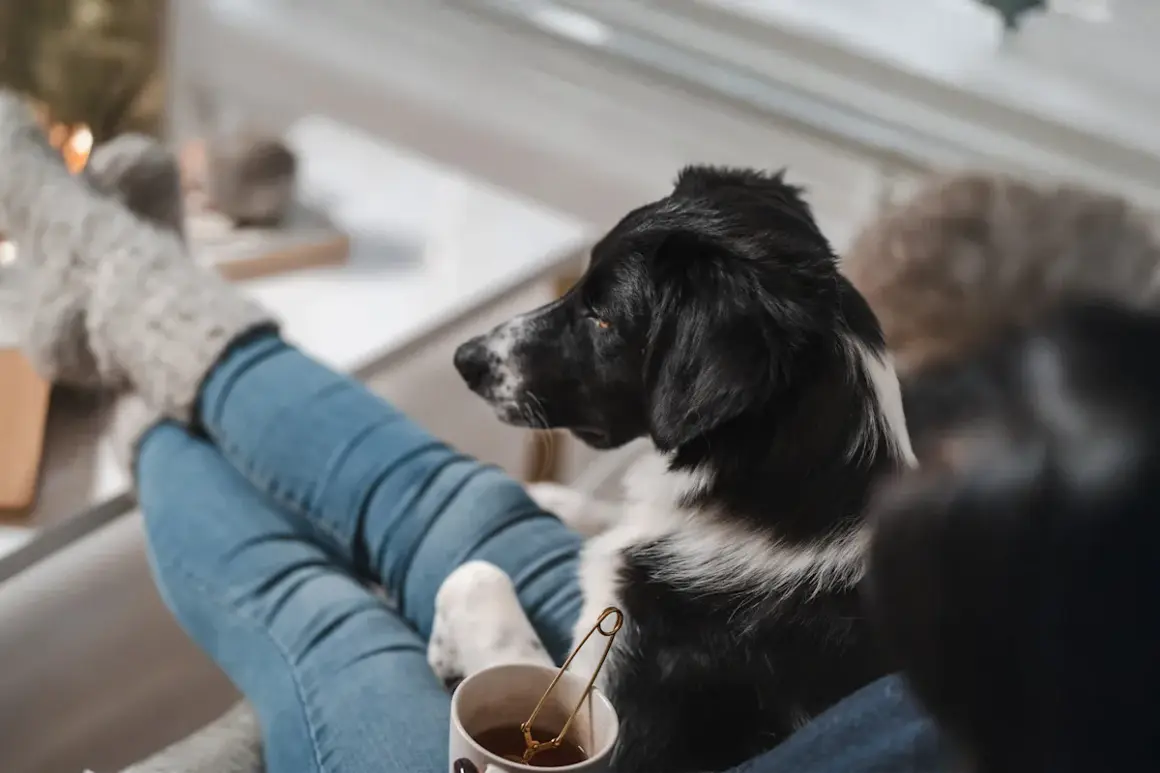En hund dålig i magen vilar på någons knä. Personen har jeans och tjocka strumpor.