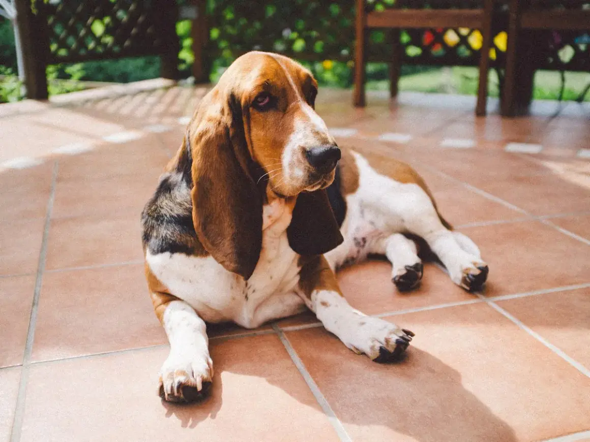 Un Basset Hound, un ejemplo de razas de perros medianos tranquilos, descansa en un patio soleado.