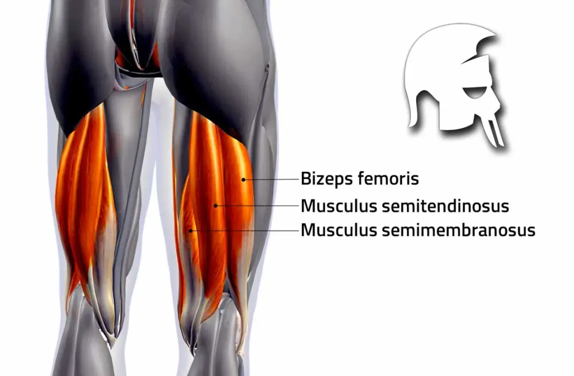 Anatomische Darstellung der hinteren Oberschenkelmuskulatur, wichtig für tiefe **Squats Muskeln**. Beschriftet sind Biceps femoris, Musculus semitendinosus und Musculus semimembranosus.
