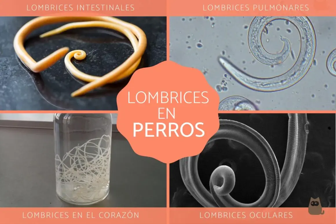 Imágenes de lombrices intestinales, pulmonares, en el corazón y oculares en perros.