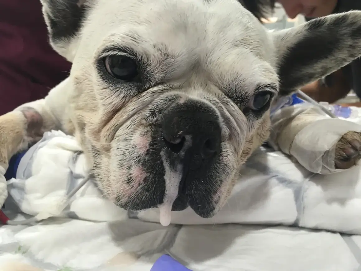 Mi perro tiene mocos. ¿Qué le puedo dar? Este bulldog francés blanco parece enfermo, con mucosidad saliendo de su nariz.