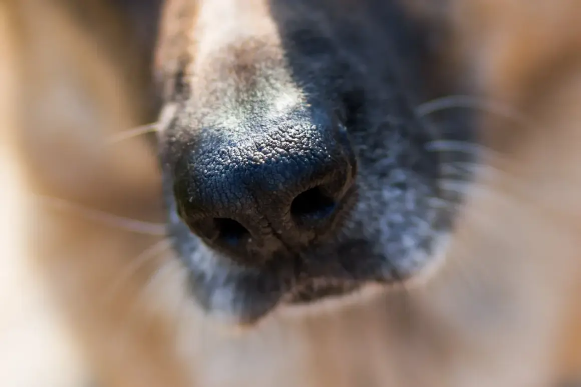 Primer plano de la nariz de un perro, con su pelaje gris y marrón. Parece que mi perro estornuda mucho, quizás por el polen.