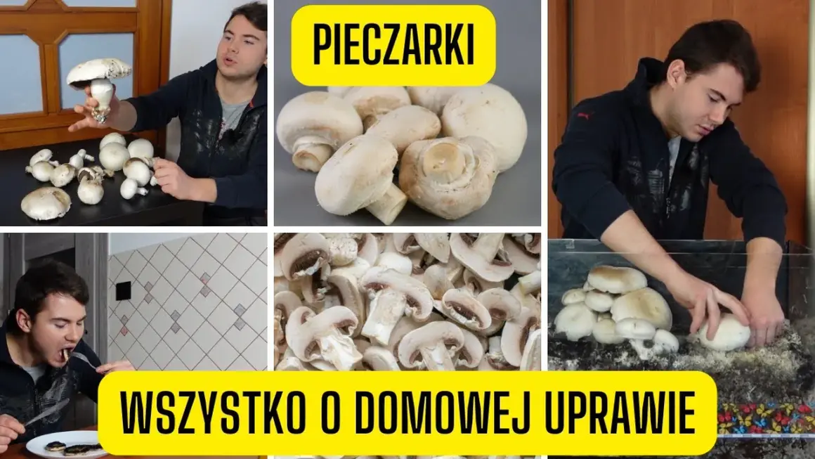 Jak uprawiać pieczarki w domu - proste kroki dla początkujących