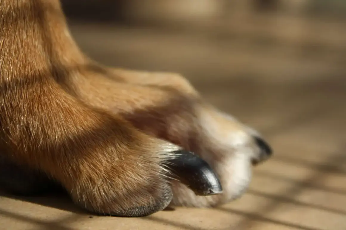 Närbild på en hunds tass med mörka, glänsande klor. Pälsen är gyllene och solbelyst.