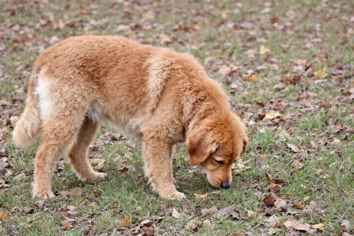 Mon chien mange beaucoup d'herbe d'un coup, le museau dans le gazon parsemé de feuilles mortes.