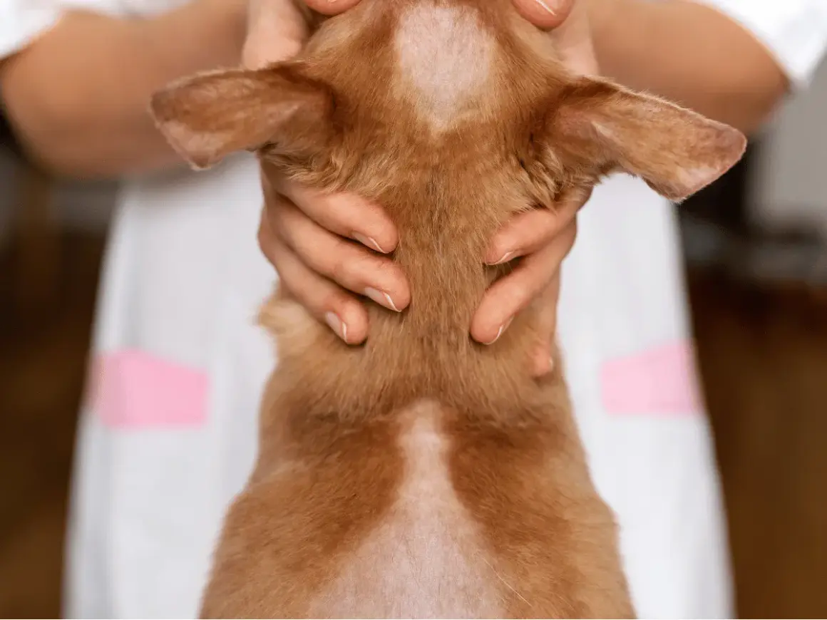 Un chien roux présente une perte de poils sur la tête et le cou, sans signe de démangeaison. Un vétérinaire examine le pelage.