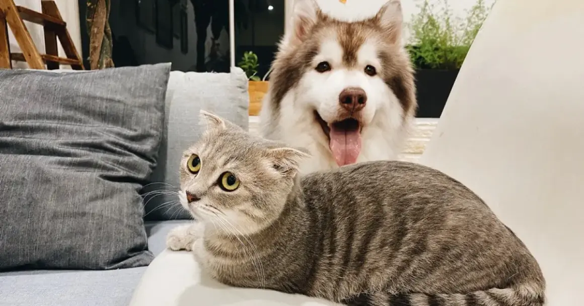 ¿Quién es más inteligente un perro o un gato? Comparativa sorprendente