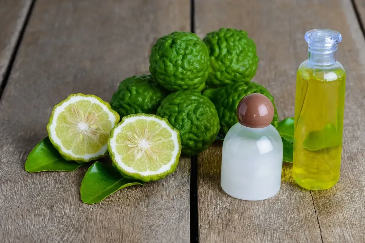 Zielone limonki kaffir i ich olejek eteryczny, który roztacza orzeźwiający bergamotka zapach.