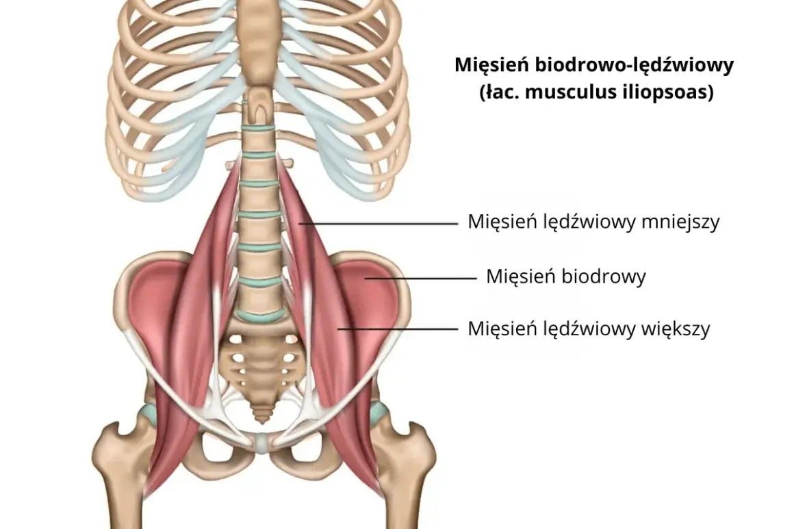 Anatomia mięśnia biodrowo-lędźwiowego, kluczowego dla ruchu biodra. To grupa mięśni gładkich, ważna dla postawy.