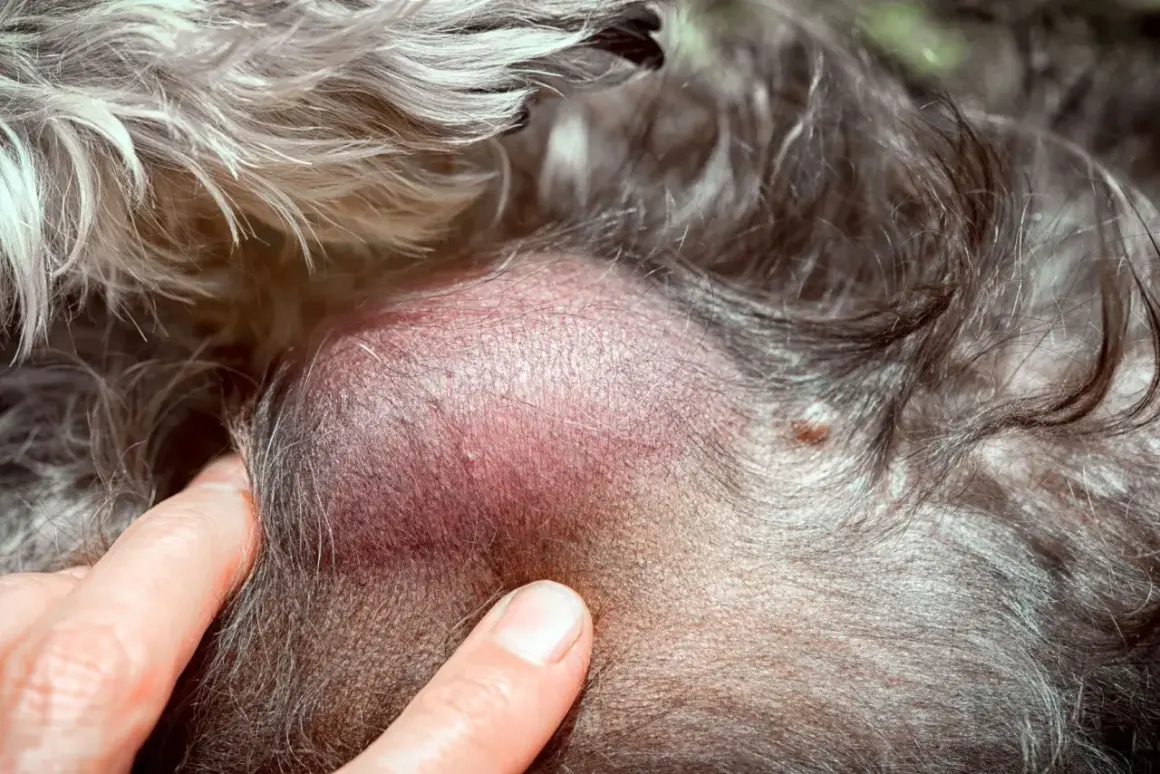 Gros plan sur un lipome sous la peau d'un chat, une masse bénigne.