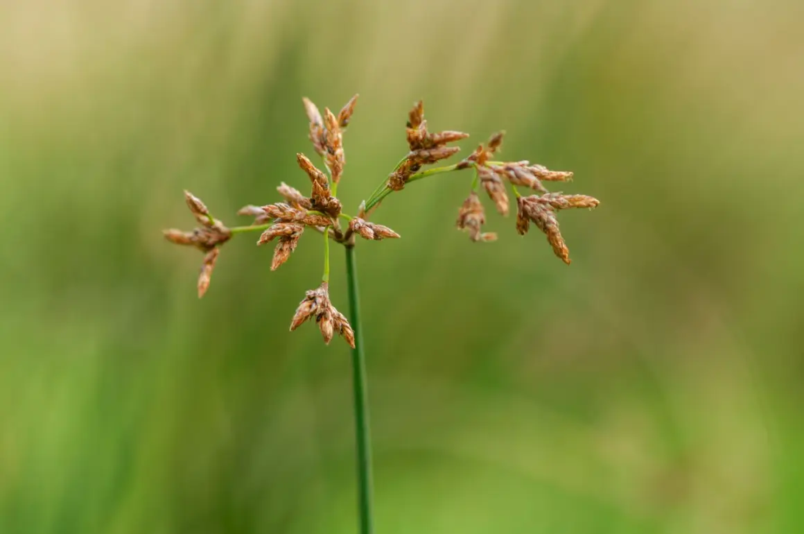 Tige verte portant des inflorescences brunes de scirpus lacustris, avec un fond flou de verdure.