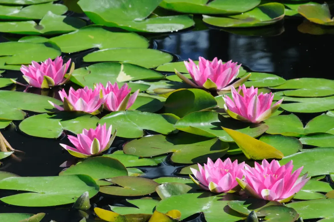 Des nénuphars roses éclatants flottent sur un étang paisible, leurs pétales ouverts comme des invitations. On imagine un poisson se faufilant sous les larges feuilles vertes.
