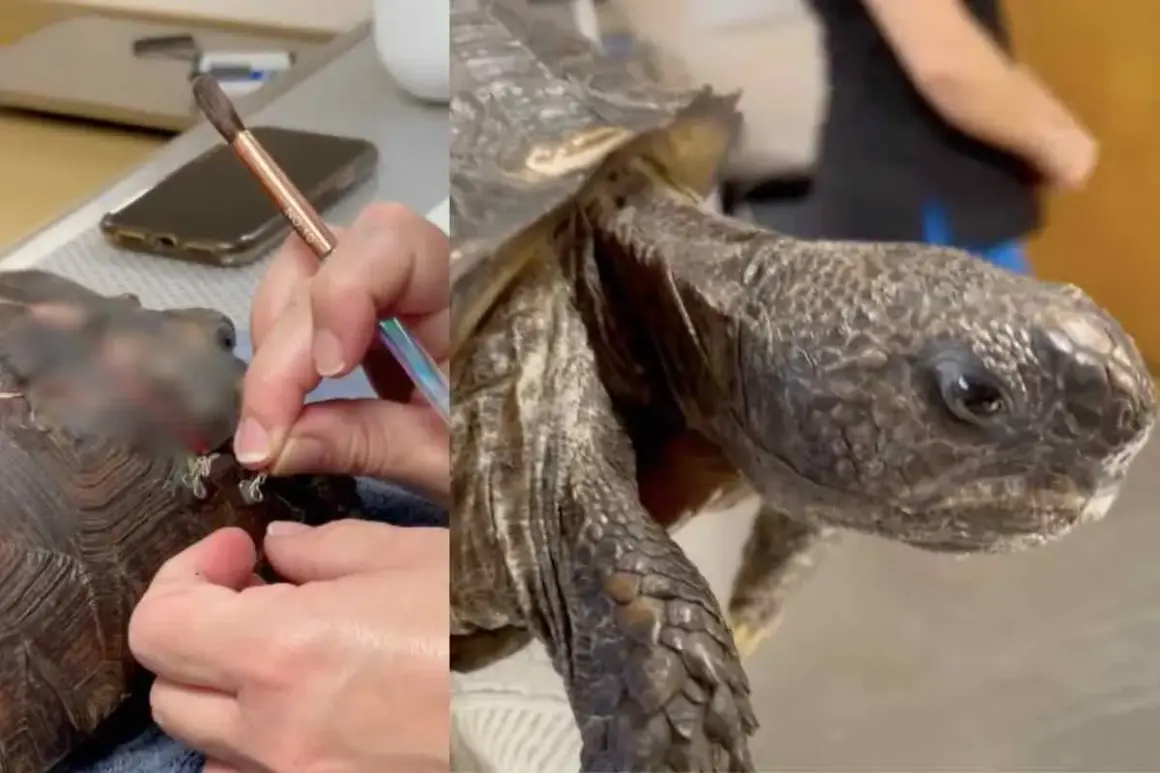 Tartaruga con carapace che mostra segni di malattie, forse un fungo. Un veterinario esamina la zampa.