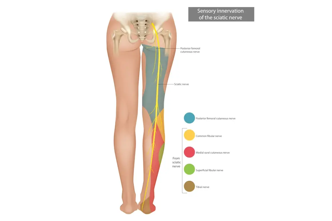 Illustrazione anatomica del nervo sciatico e delle sue innervazioni, utile per comprendere il dolore sciatico.