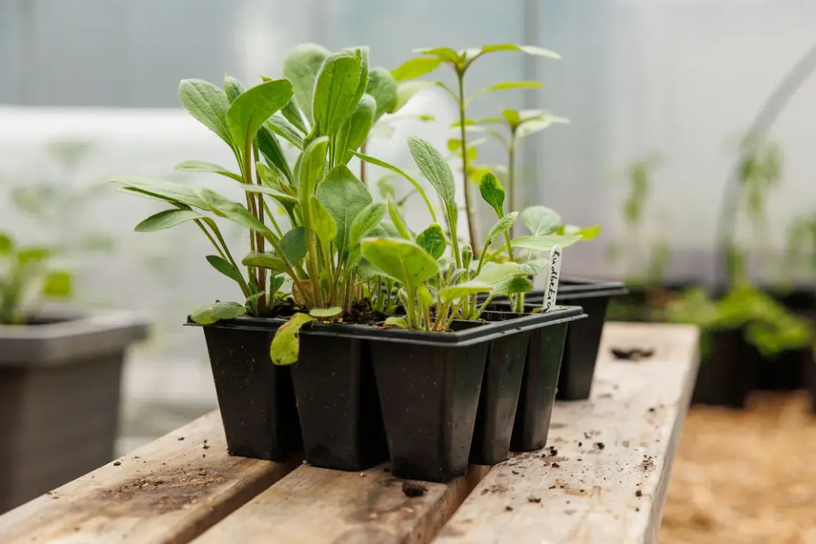Små plantor i en pluggbox väntar på att planteras ut.