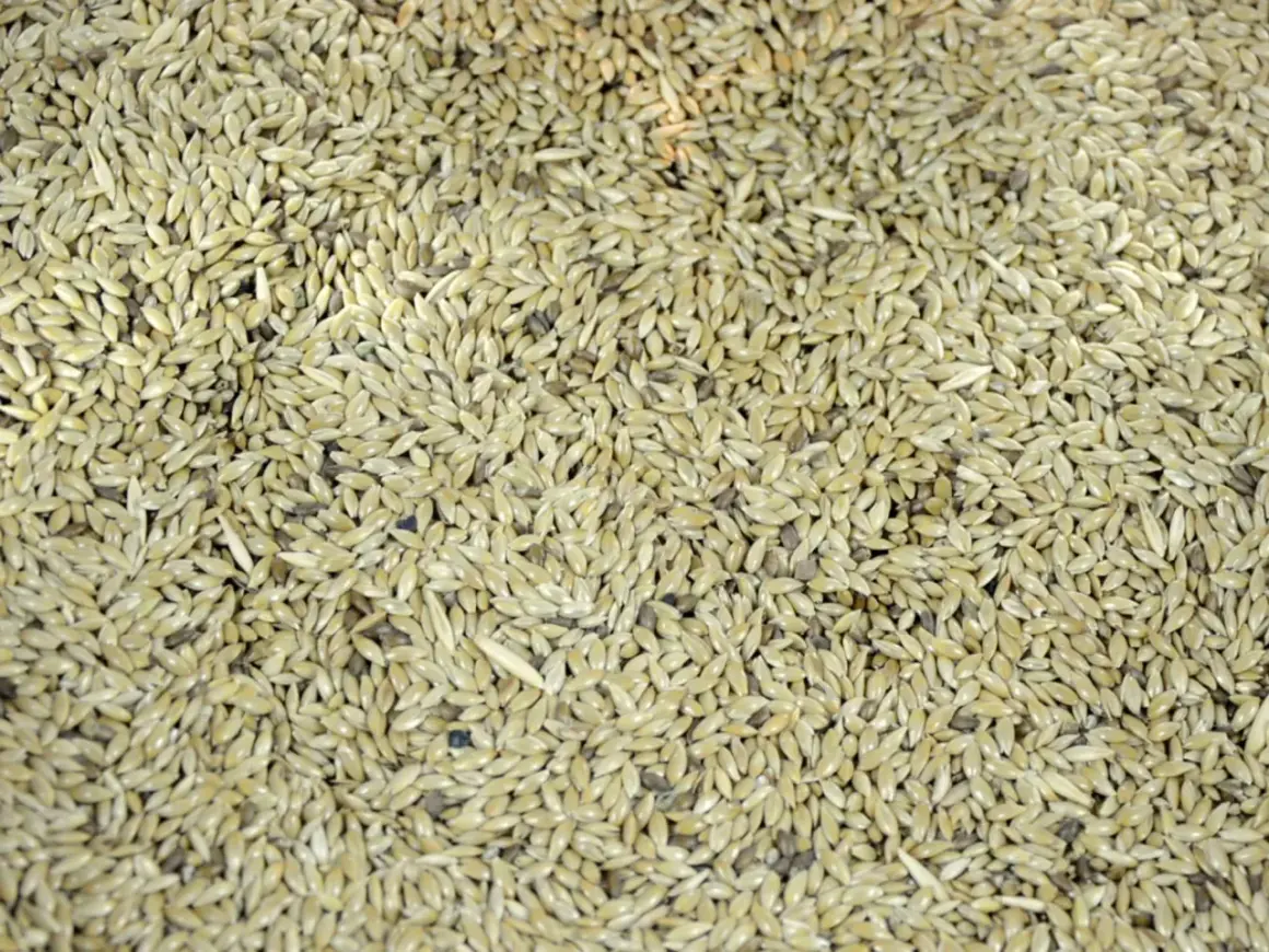 Mnóstwo drobnych, owalnych ziaren, które stanowią przysmak dla ptaków. Ta roślina dostarcza im cennych składników odżywczych.