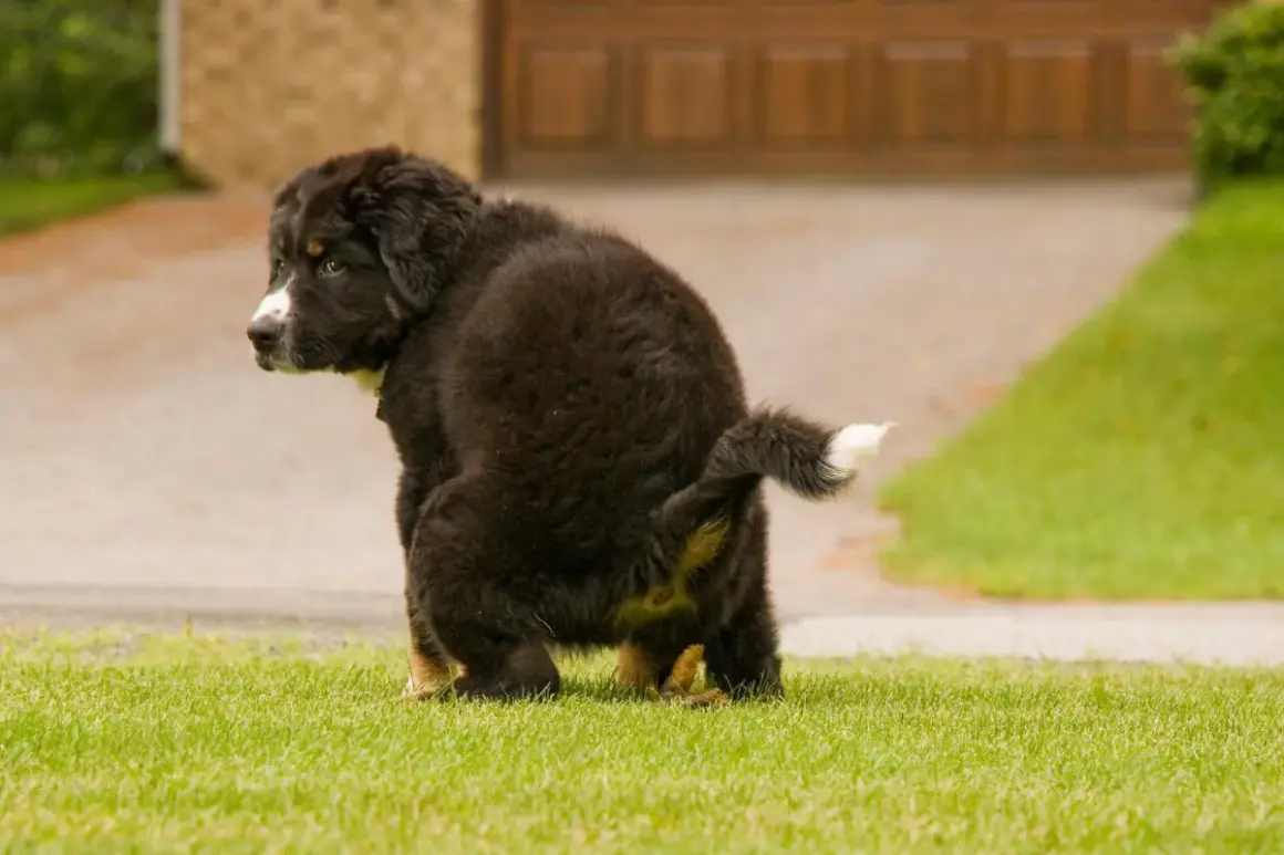 Un cachorro peludo hace caca amarilla en el césped.