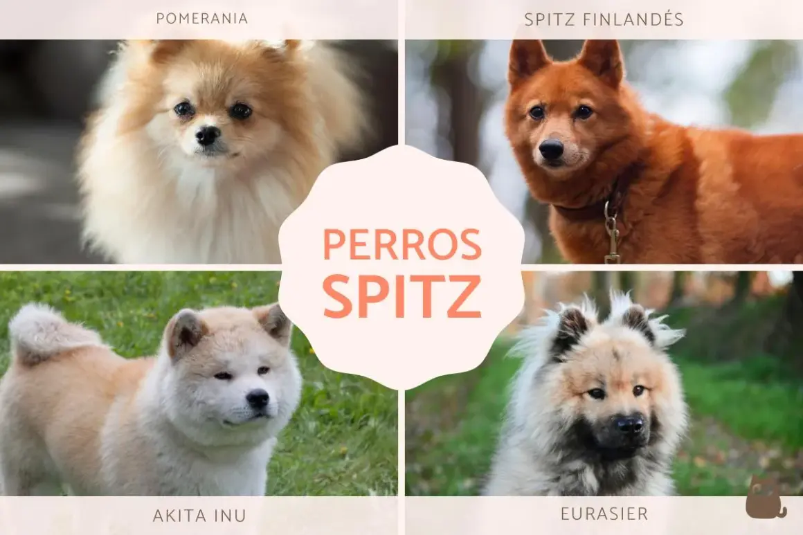 Cuatro perros de tipo spitz alemán: Pomerania, Spitz Finlandés, Akita Inu y Eurasier.