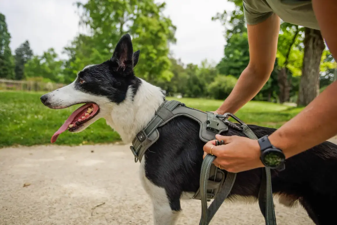 Un chien noir et blanc porte un harnais, prêt pour une promenade. La personne ajuste la laisse, s'assurant que le **taille harnais chien** est parfaite.
