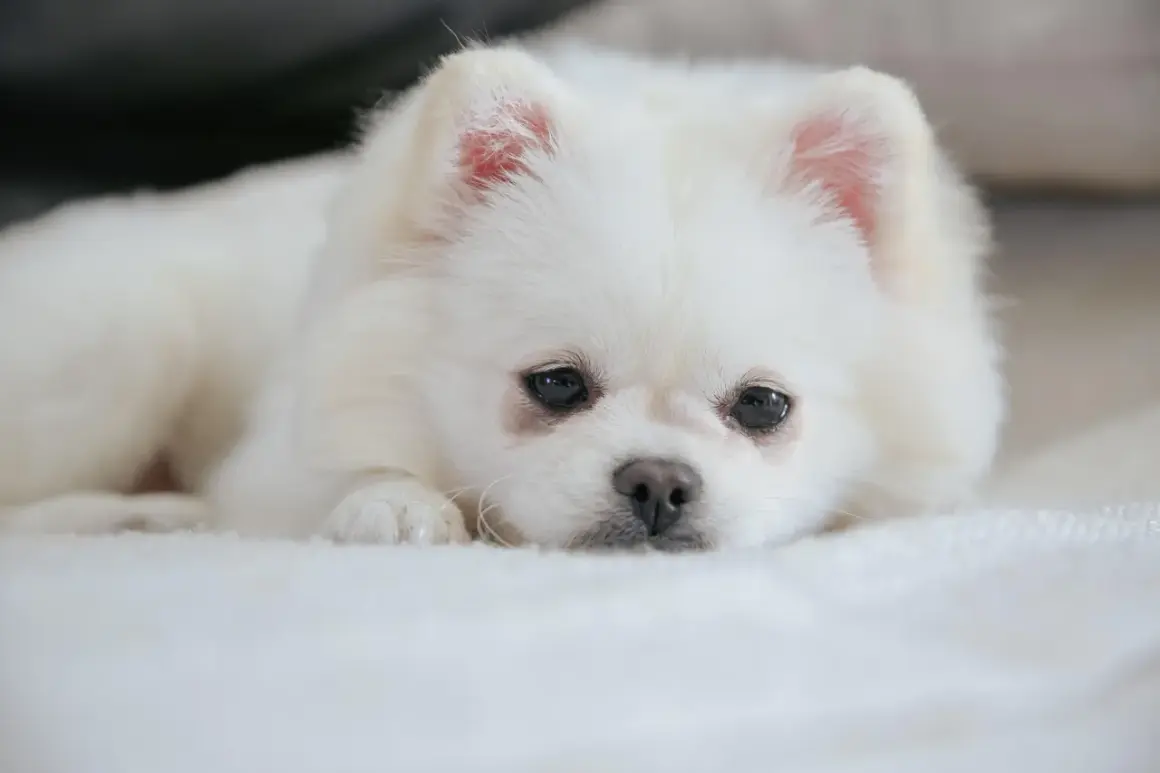 En vit pomeranian vilar på en mjuk filt. Även om den ser söt ut, är det viktigt att känna till vanliga pomeranian sjukdomar för att hålla din hund frisk.