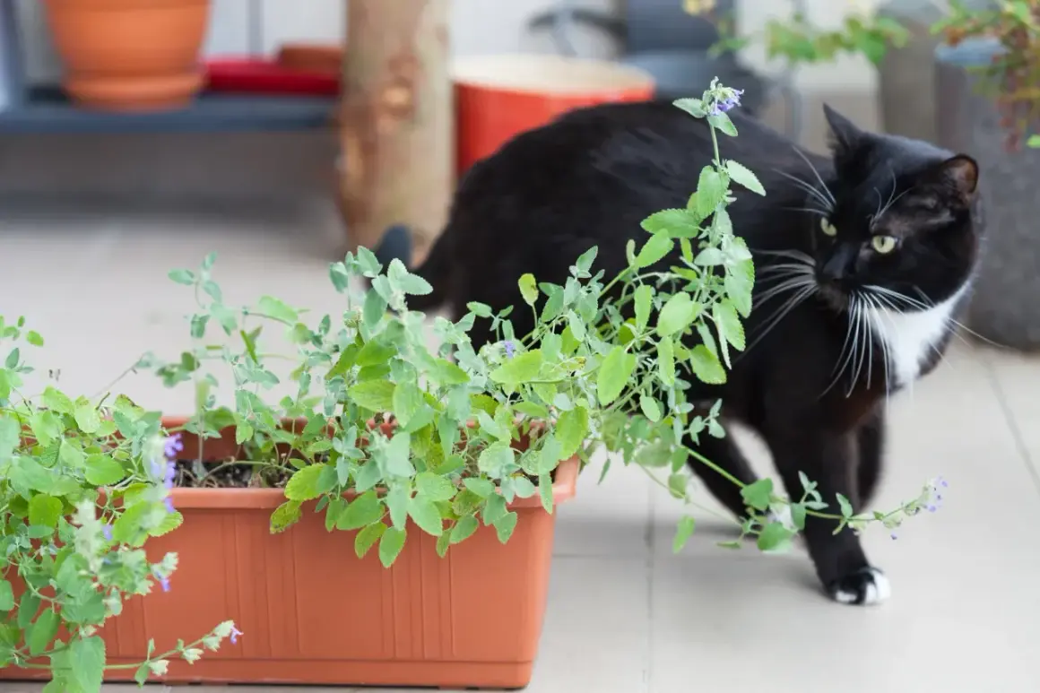Un chat noir et blanc renifle avec curiosité une plante d'herbe à chat en pot.