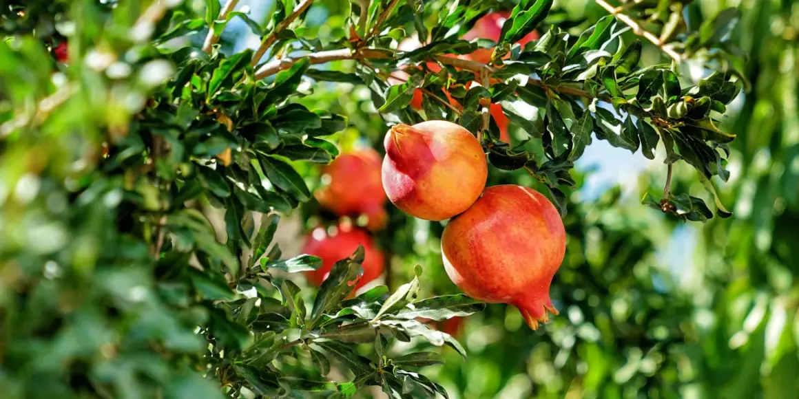 Reife Granatäpfel hängen an einem Baum in Deutschland. Die roten Früchte sind von grünen Blättern umgeben.