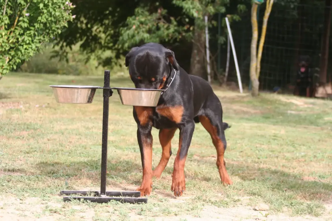 Un rottweiler noir et brun se penche sur ses gamelles, prêt pour son alimentation.
