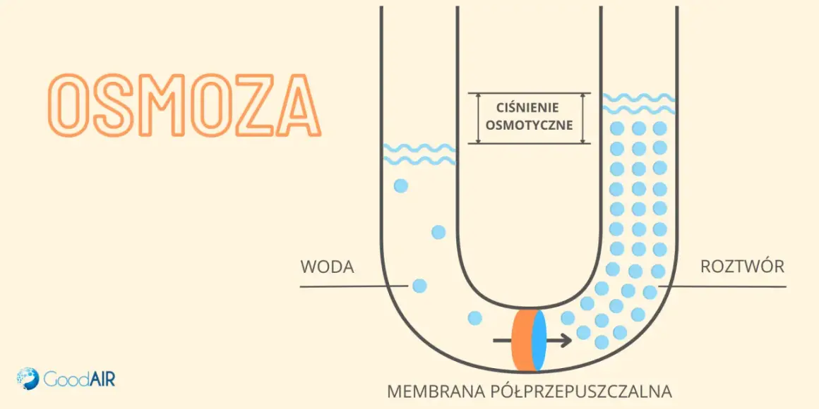 Ilustracja pokazuje, na czym polega osmoza: woda przenika przez membranę półprzepuszczalną do roztworu, wyrównując stężenie.