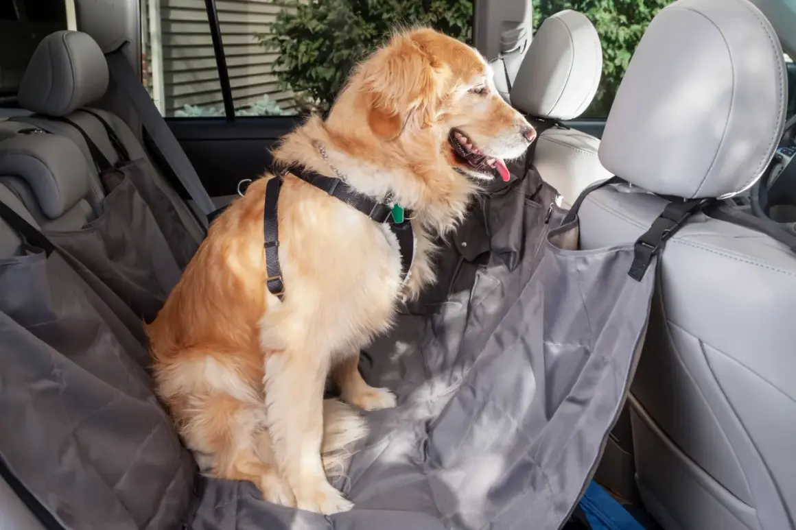 Golden retriever sentado en funda protectora para coche, listo para viajar sin mareos, como si tomara biodramina para perros.