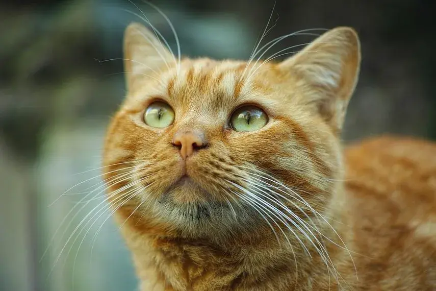 Cuándo es el día del gato y por qué es importante celebrarlo