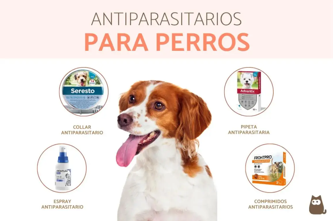Perro feliz con collar antiparasitario. Descubre en qué mes poner collar antiparasitario para proteger a tu mascota de pulgas y garrapatas.