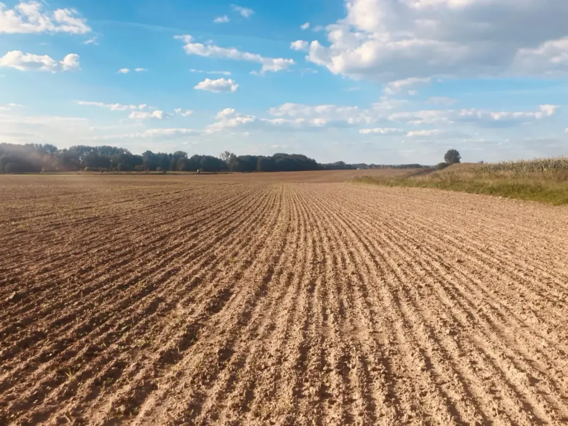 Pole uprawne z rzędami młodych roślin, gotowe na nawozy wieloskładnikowe. Błękitne niebo z chmurami.