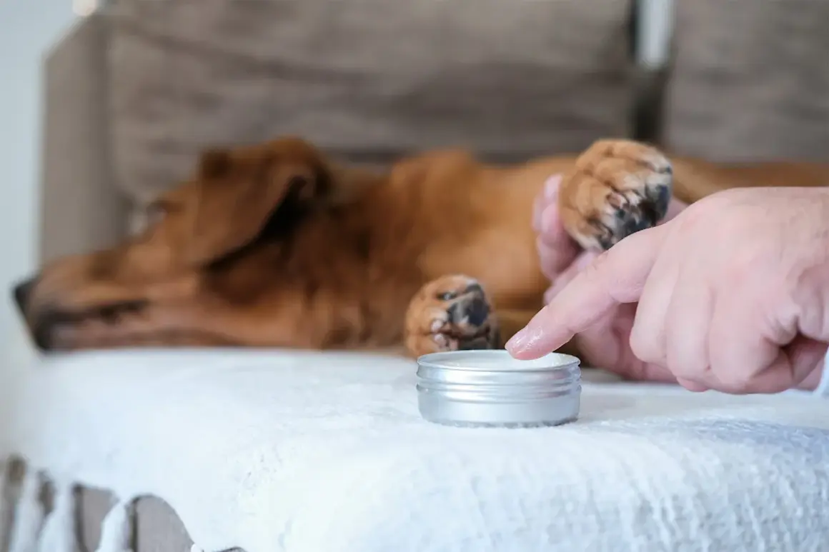 En person applicerar salva på en hunds tass. Hunden ligger avslappnad på en vit filt.