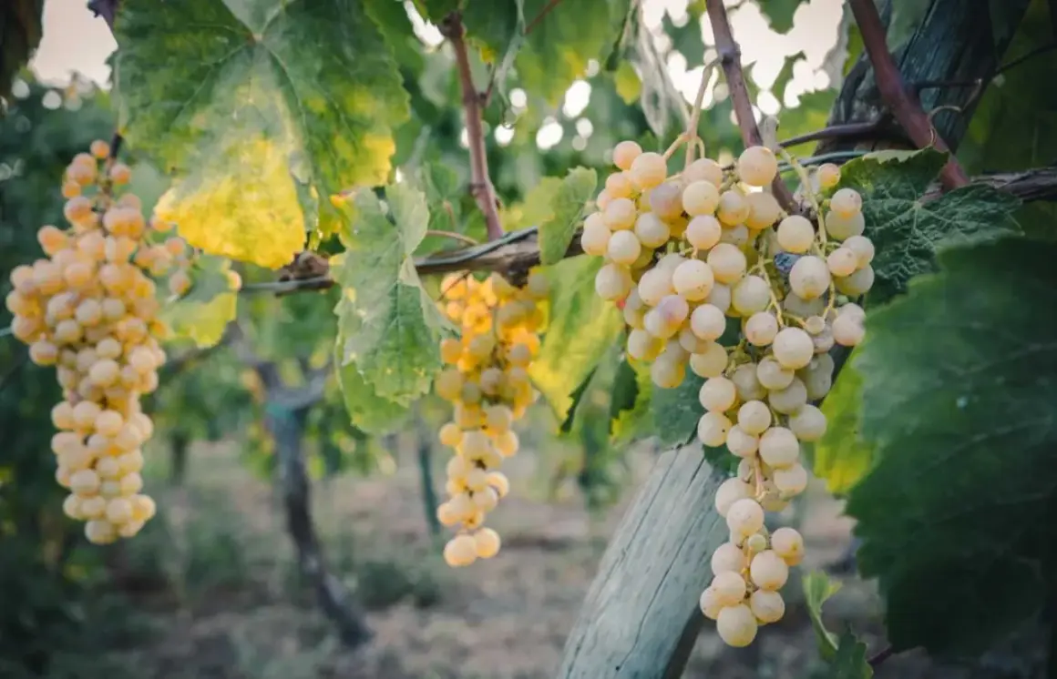 Grappoli dorati di caprettone del Vesuvio pendono rigogliosi, baciati dal sole, pronti per essere trasformati in un vino unico.