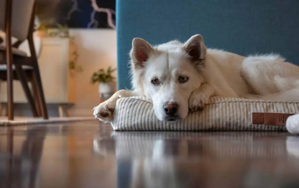 Un perro blanco yace en su cama, con la cabeza apoyada en una pata. Su mirada triste podría indicar depresión en perros.