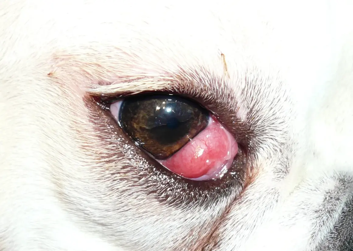 Ojo de cereza perro. Una protuberancia rosada y carnosa sobresale del ojo de un perro blanco, cubriendo parte de la pupila.