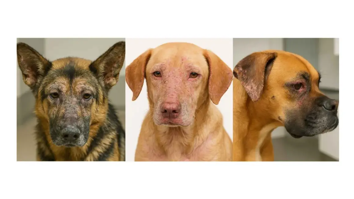 Tres perros con leishmaniasis, mostrando lesiones cutáneas y faciales.