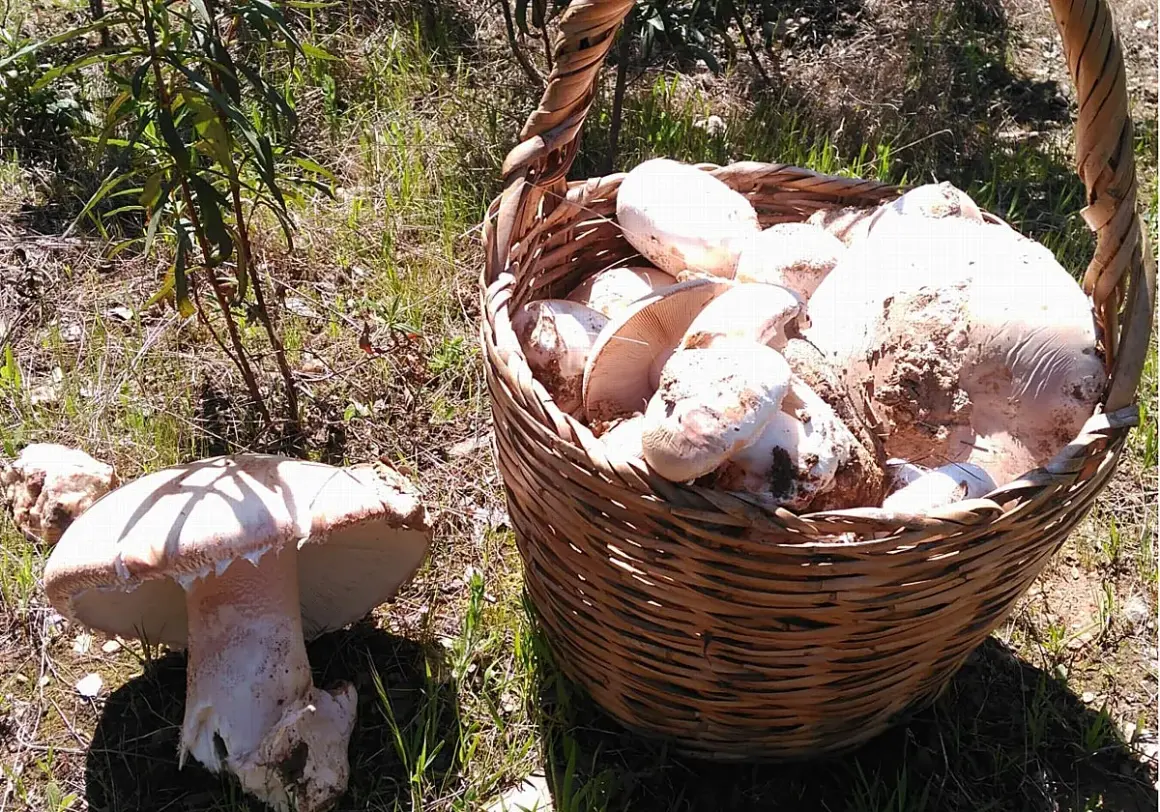 Cesta llena de setas amanita ponderosa recién recolectadas, junto a otra seta en el suelo.