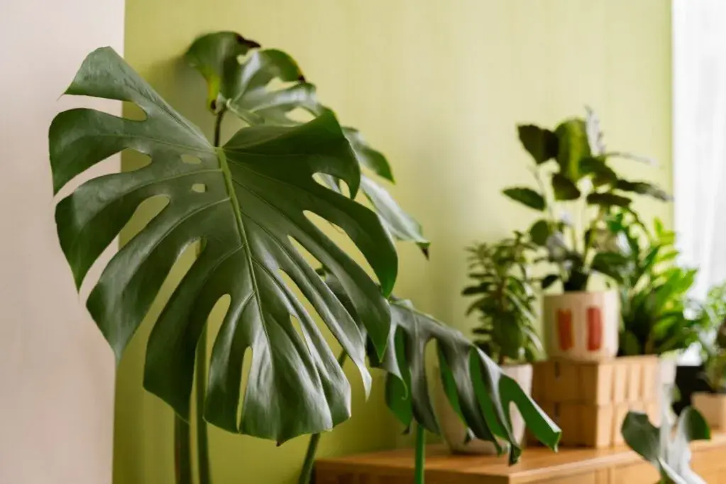 Kwitnąca Monstera w Domu: Jak Osiągnąć Sukces?