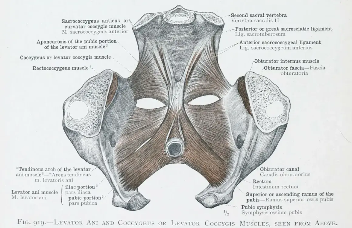 Anatomical illustration of the pelvis, showing the levator ani and coccygeus muscles, including the mięsień guziczny.
