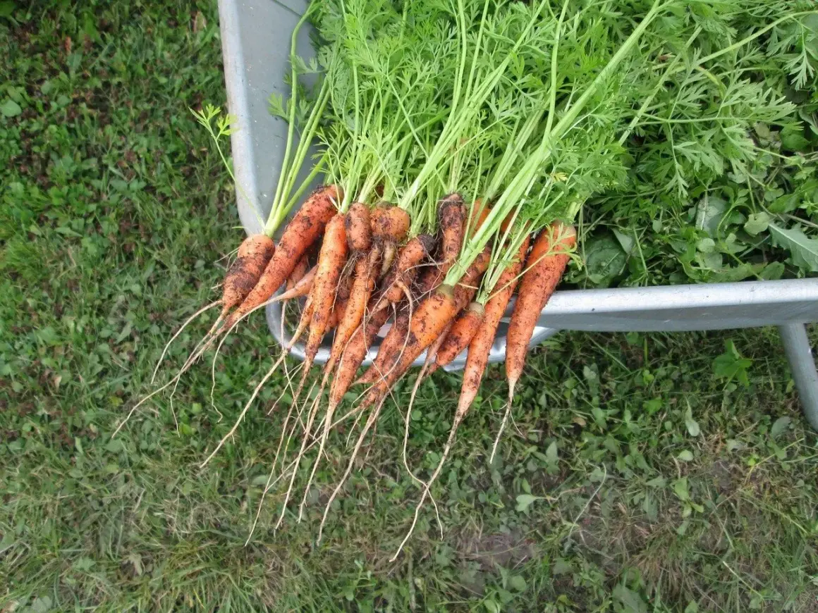 Świeżo wykopane marchewki z zielonymi naćmi w taczce. Idealny czas, kiedy wyrwać marchew, by cieszyć się ich smakiem.