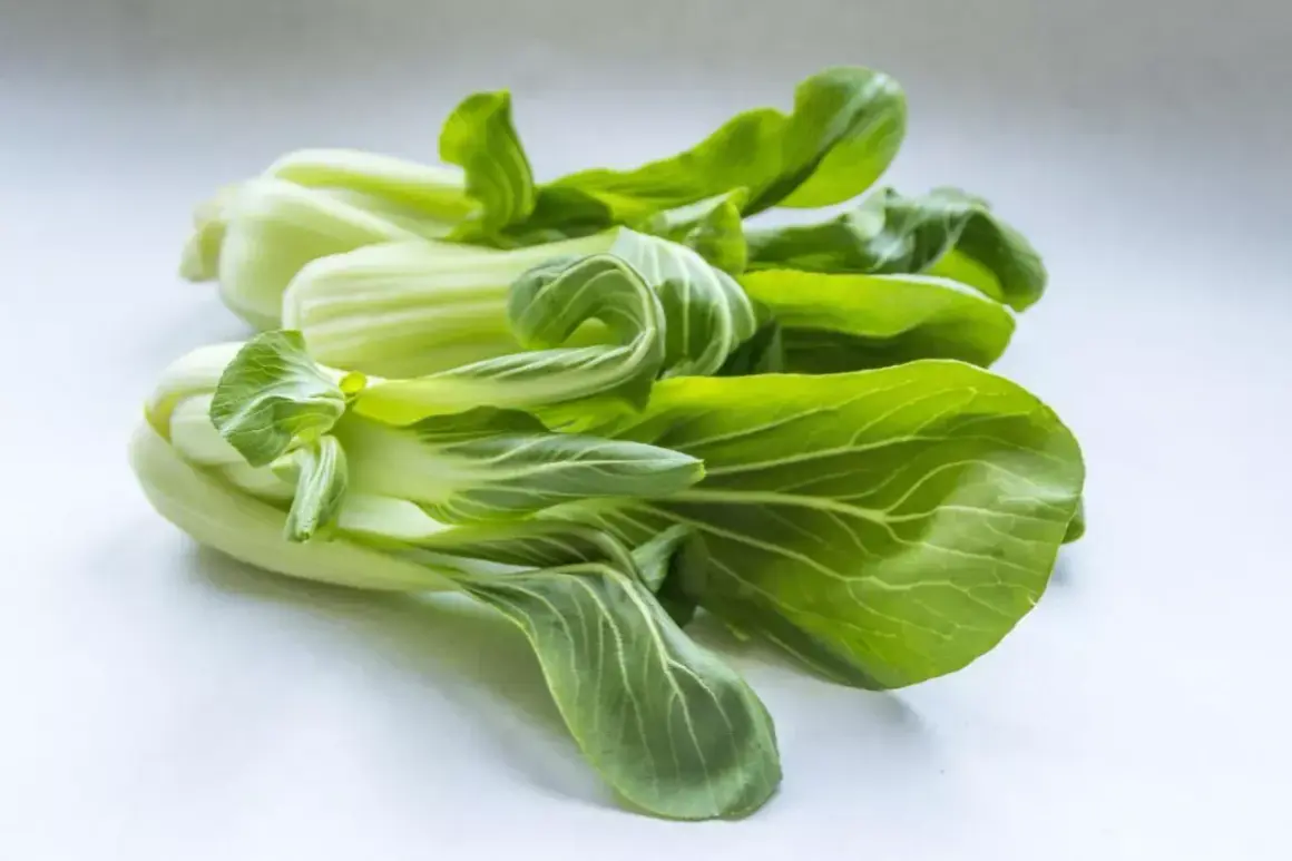 Pęczek świeżego pak choi, gotowy do posadzenia z nasion. Zielone liście i białe łodygi tworzą apetyczny widok.