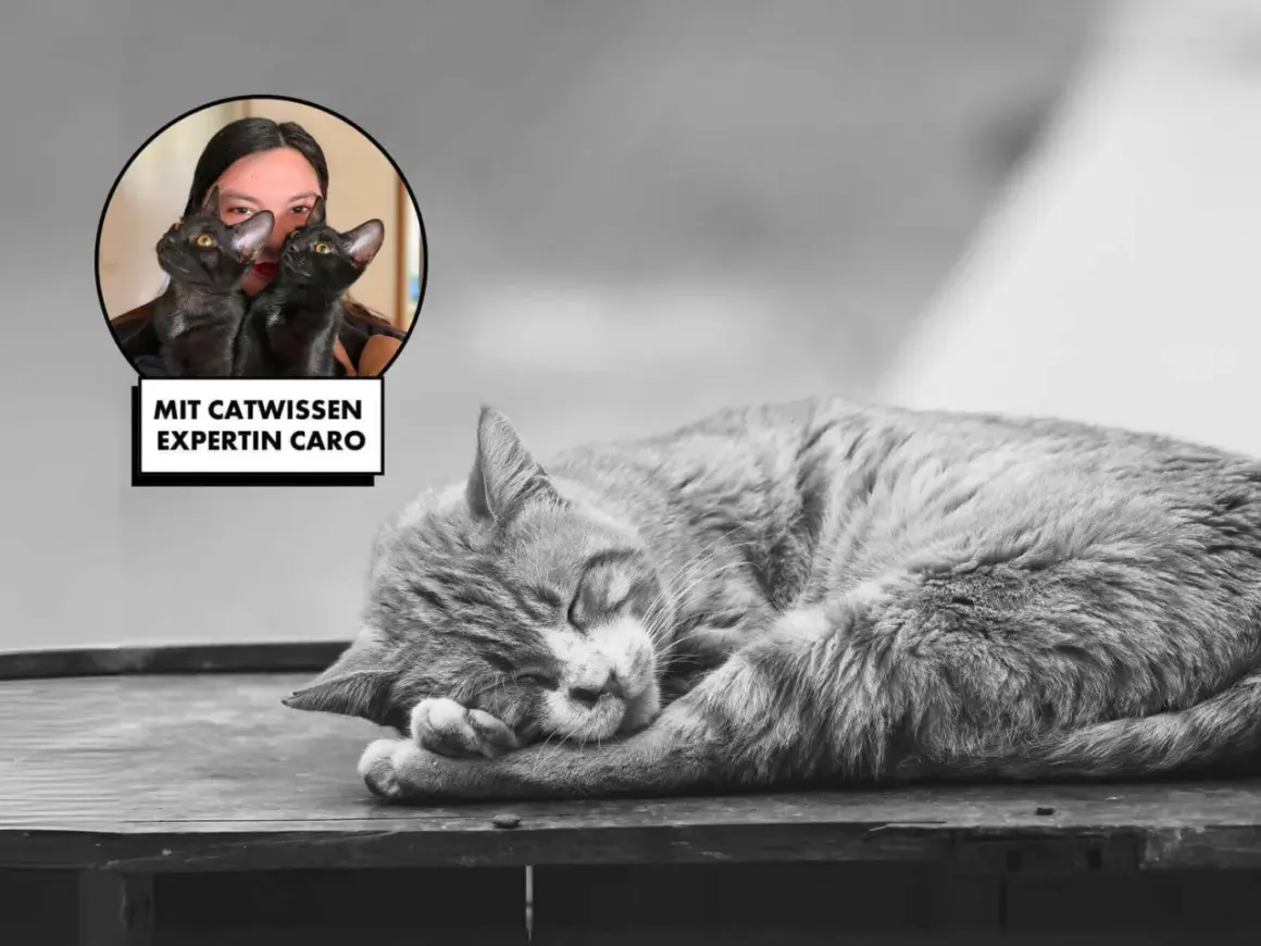 Katzenexpertin Caro erklärt, wie Katzen trauern. Ein schlafendes Kätzchen ruht sich aus.