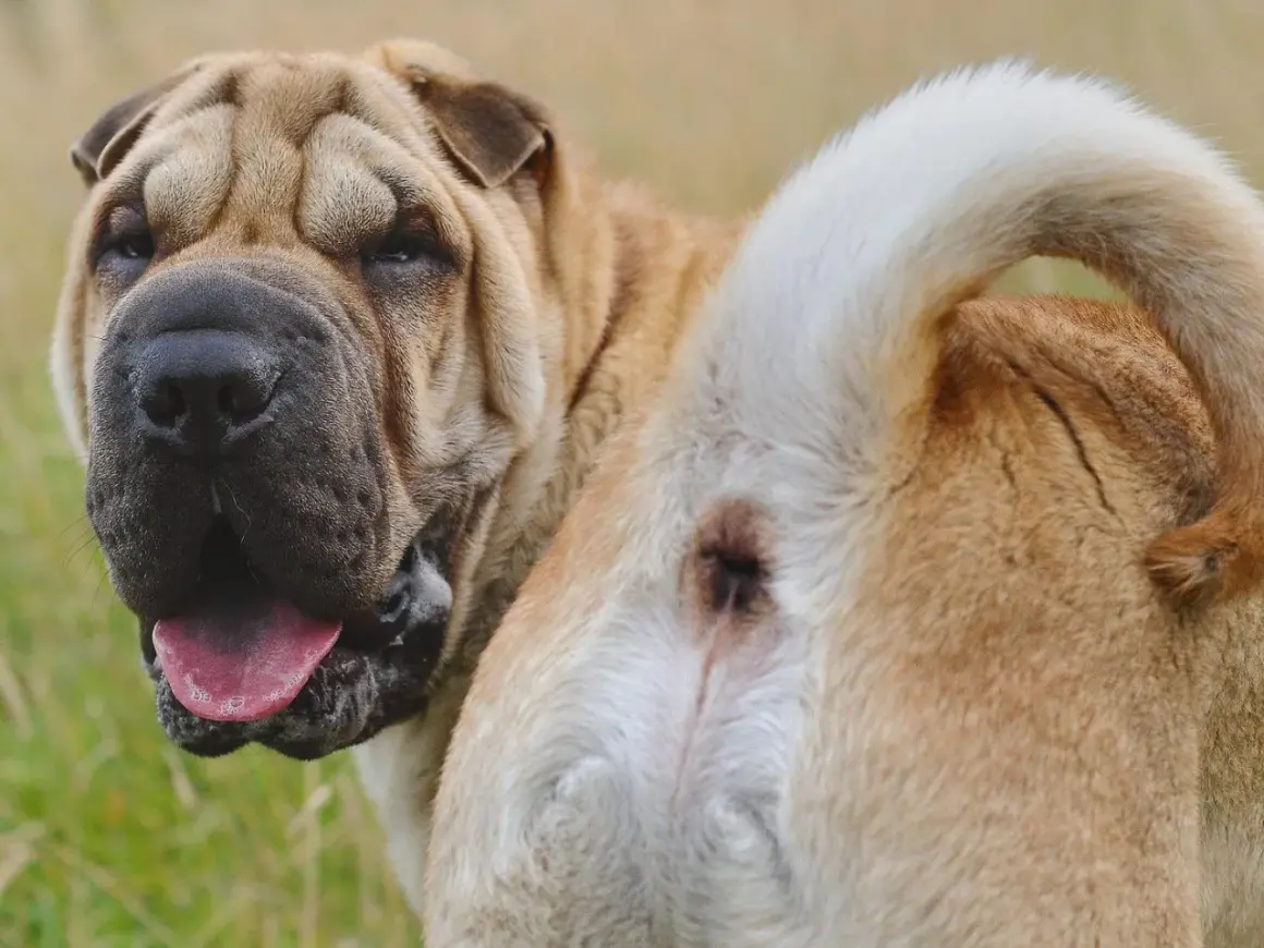 Perro Shar Pei con posible irritación anal, similar a hemorroides en perros. Su cara arrugada y lengua afuera muestran su estado.